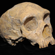 A Neanderthal skull from Gibraltar.